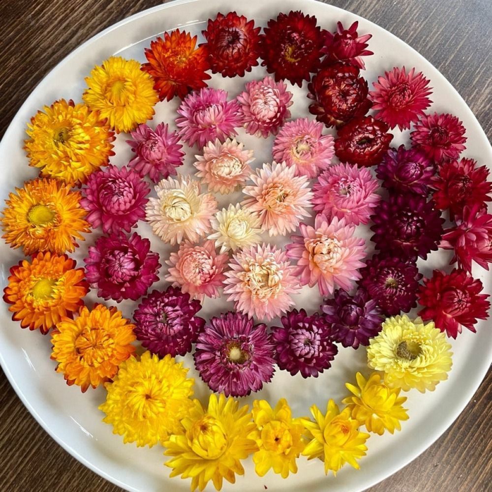 【七彩菊】高山高品质七彩菊 夏至枸杞