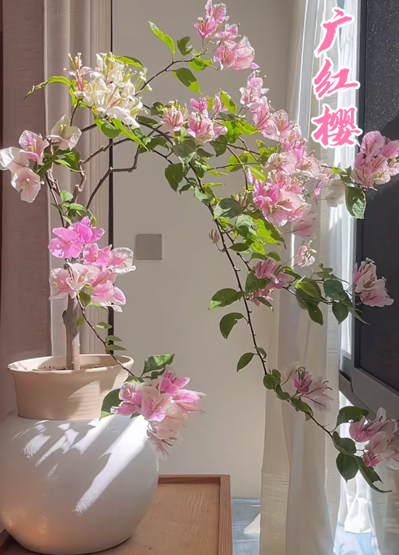 【广红樱】 三角梅花卉勤花四季开花基地直发