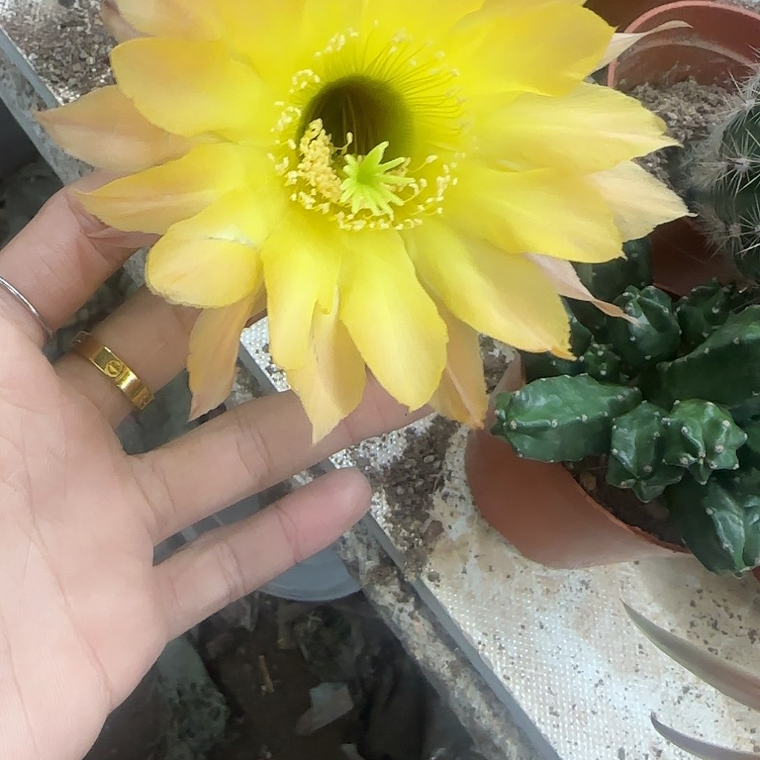 花花花花花花花花花