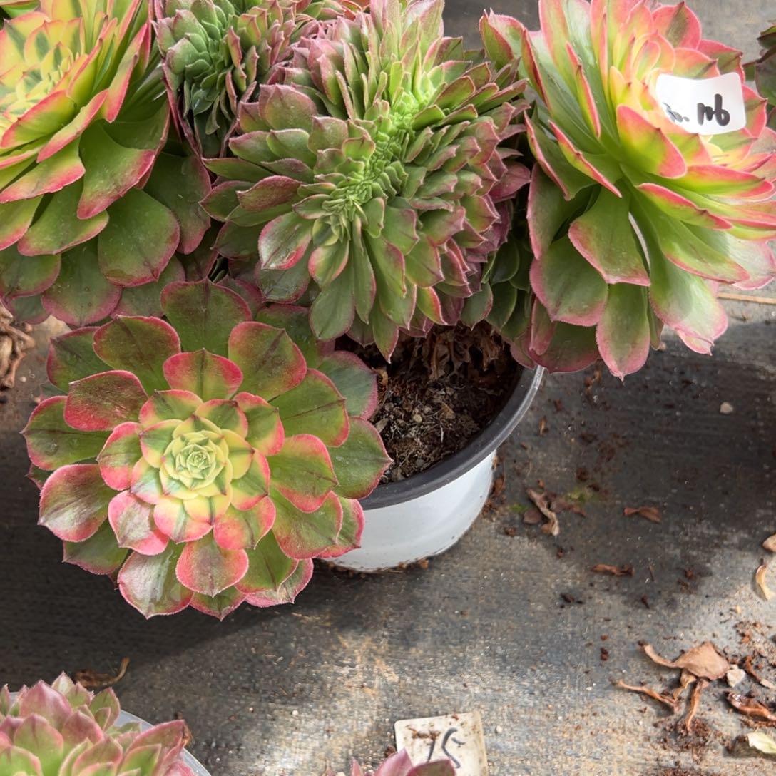 116海王缀多肉多头