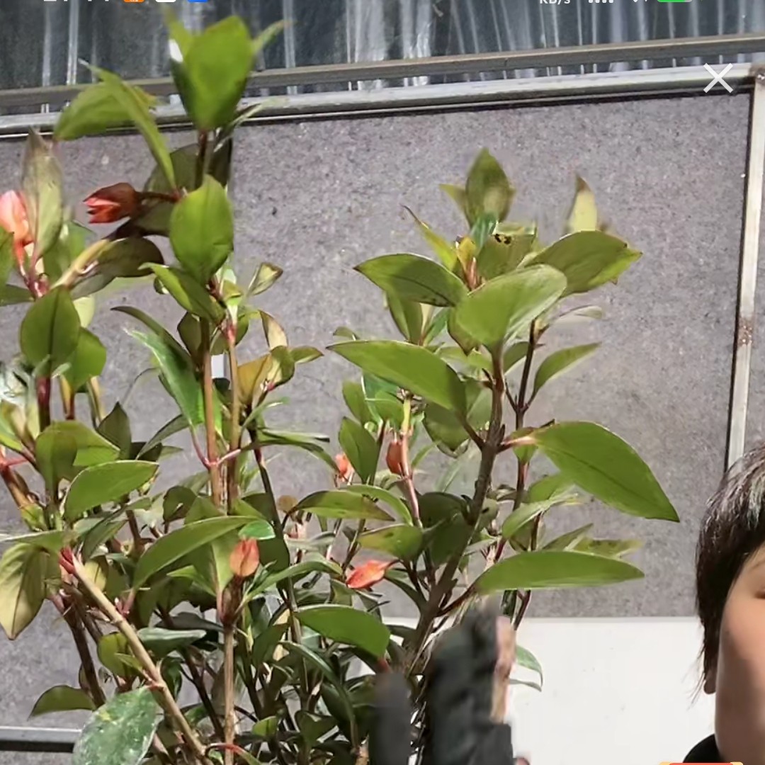 金鱼吊兰送保温，微折村不赔