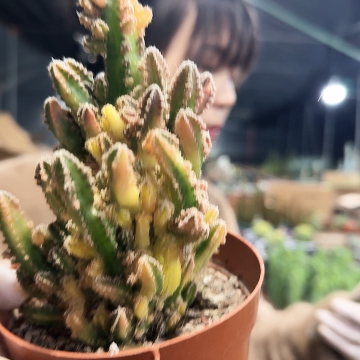 万重山锦11111111