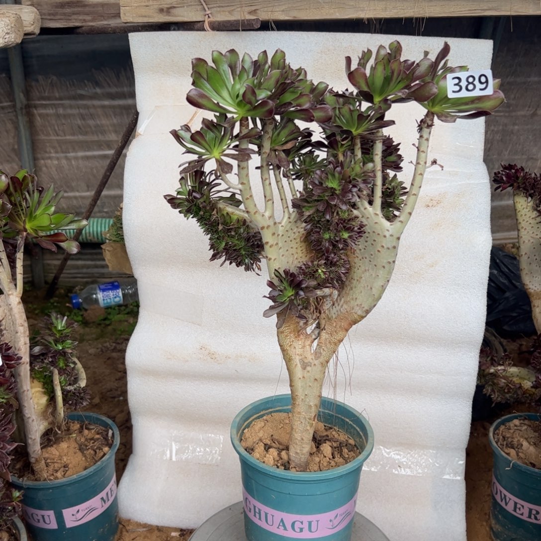 黑缀389高度43厘米