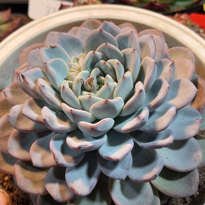 维特惊鸿一物一拍包装收缩花旱