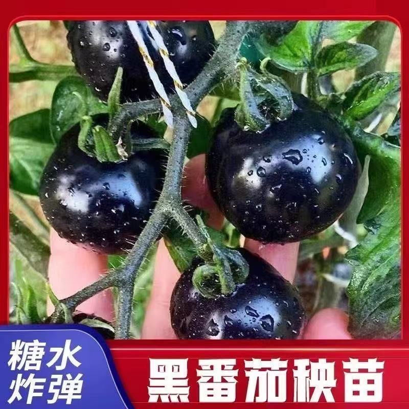 【山东寿光对版黑珍珠小番茄苗】新手小白可以种种植简单结果多