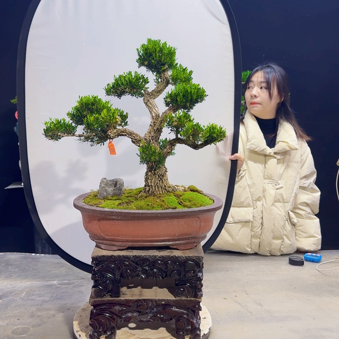 高端盆景艺术作品