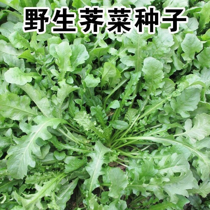 野生荠菜种子大叶野生荠菜种子四季播种阳台盆栽稀奇古怪蔬菜种子