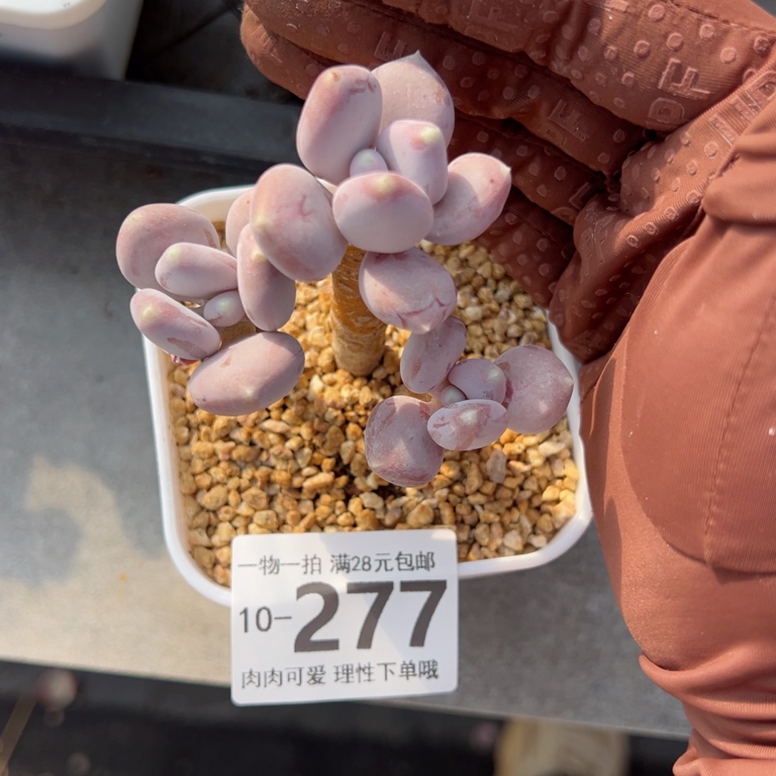 稻田姬多肉多肉多肉多肉