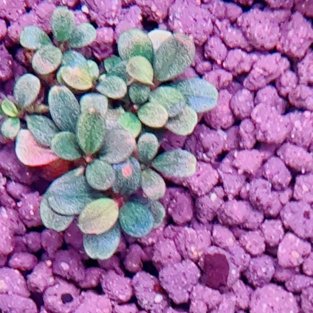 无花朵辣椒榕福利私绿