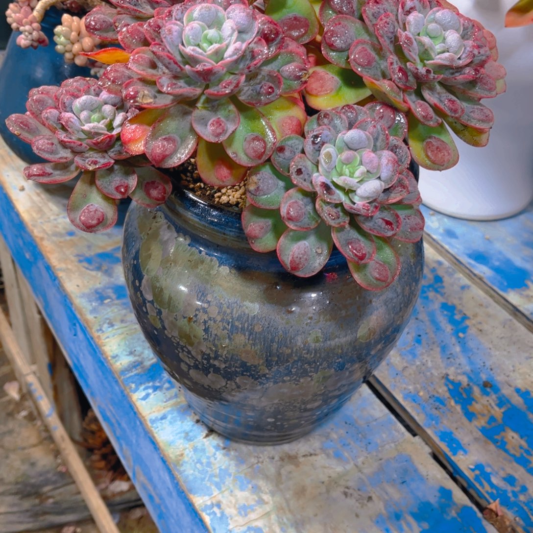 ˖***এ多肉植物保护研究所所长的