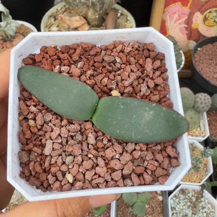 蕾丝灯台百合（满28包邮）