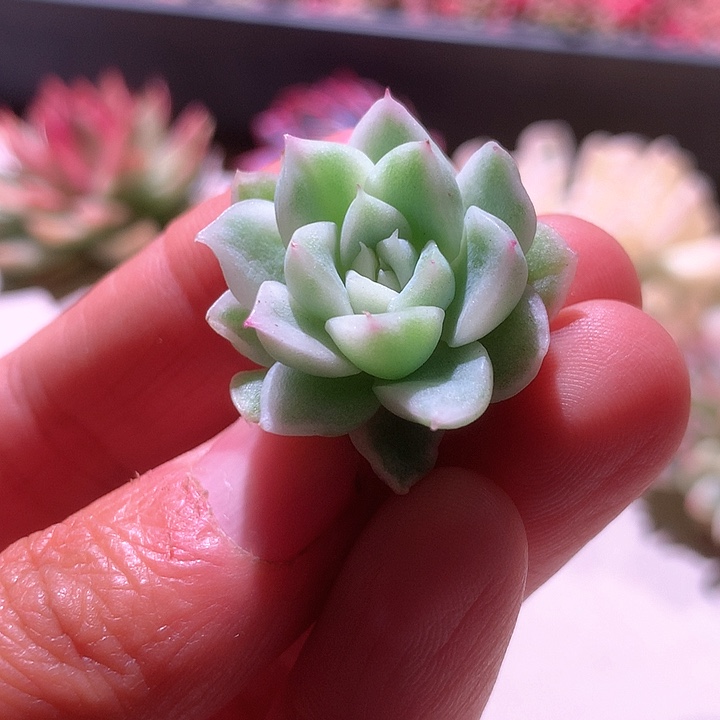 麦秆白覆轮锦砍头