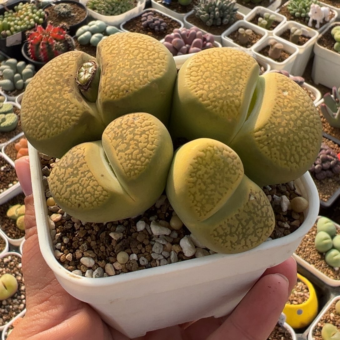小***猫851多肉植物种类多样