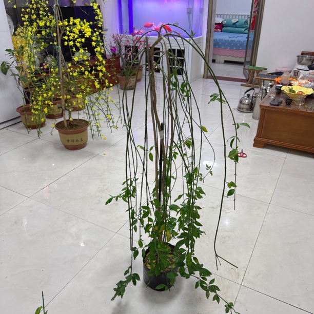 高杆垂丝探春花耐寒耐热多年生