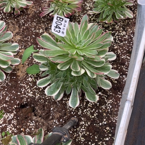 043孔雀翎不包断枝