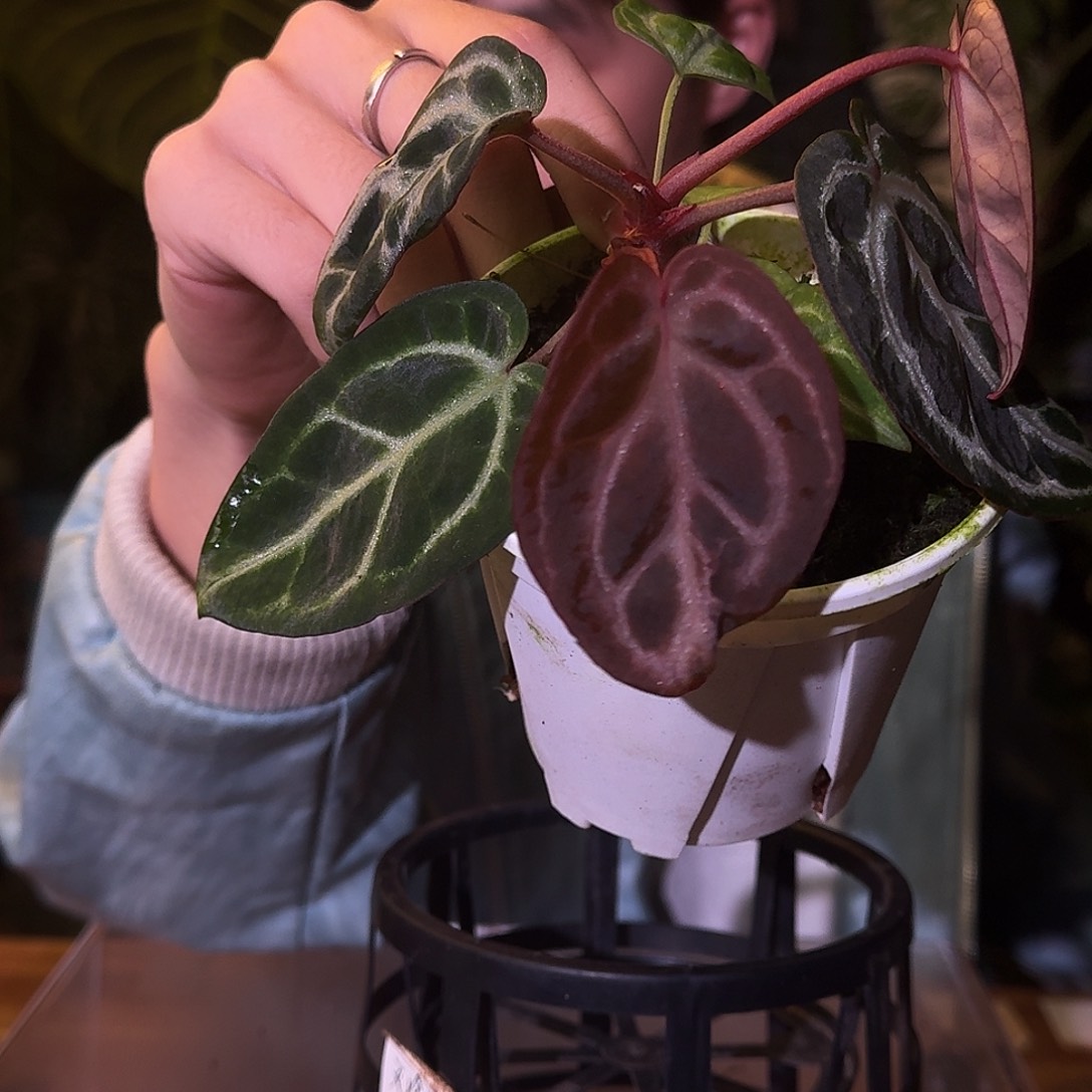 不开花植物D61个体银色闪光红