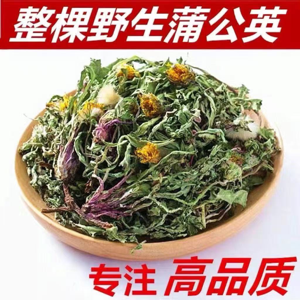正宗野生蒲公英精选整颗蒲公英带根茶泡水泡茶清热婆婆丁干货