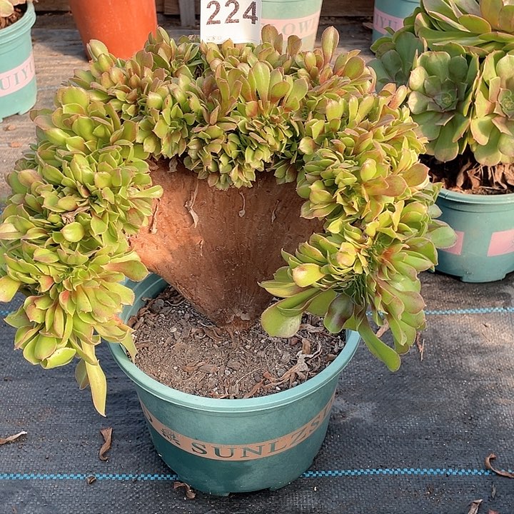 玫瑰缀化224   冠幅28