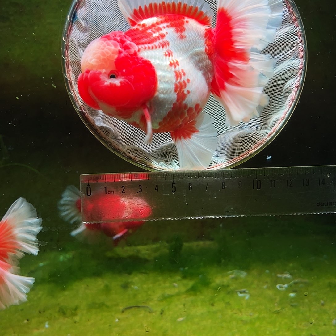 金鱼冷水金鱼百褶泰狮