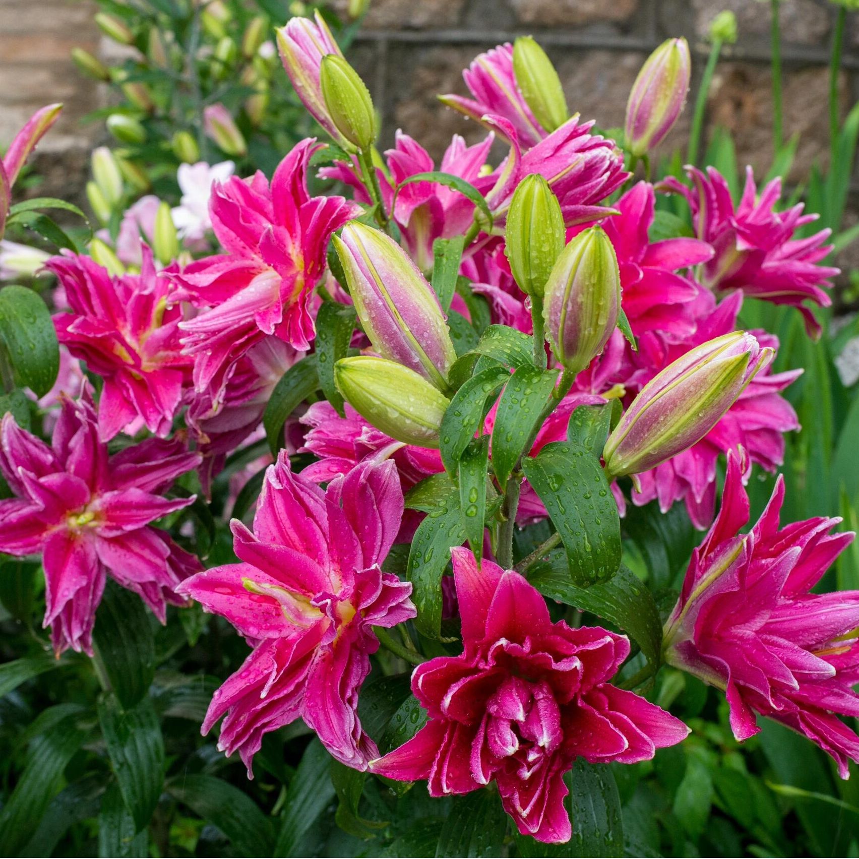 四季可种1颗《红美人》22＋重瓣香水百合种球可盆栽地栽