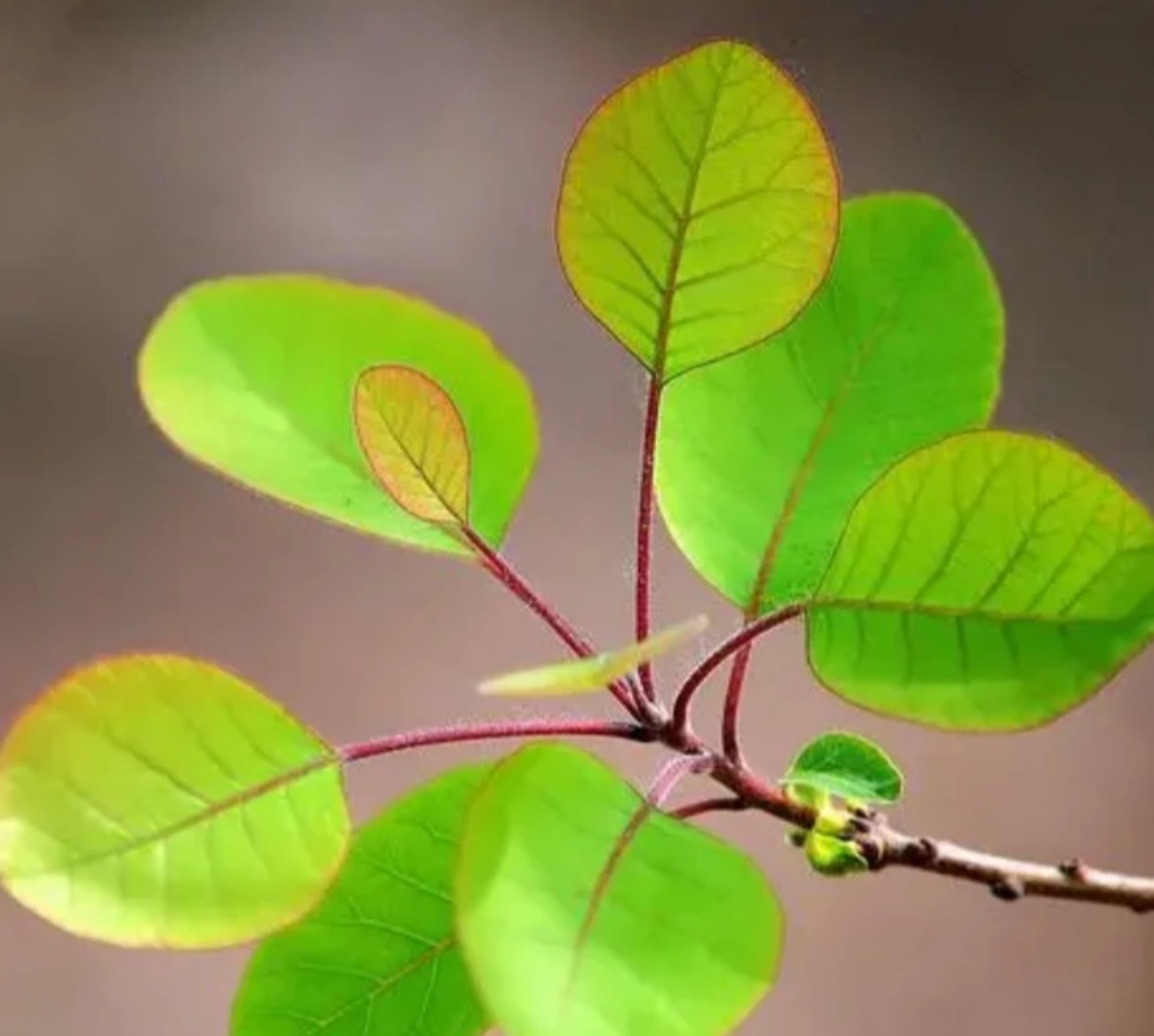 黄栌盆景 主播间一物一拍