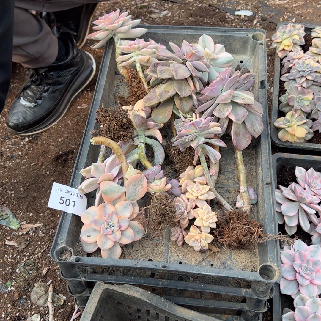 501紫乐锦老桩多肉植物