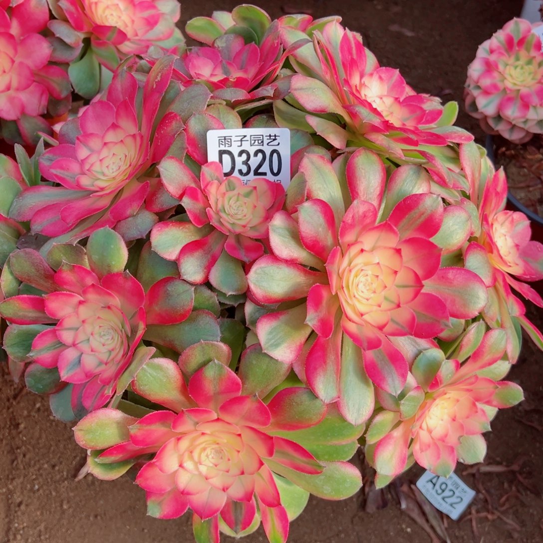 320荔枝雨子多肉植物