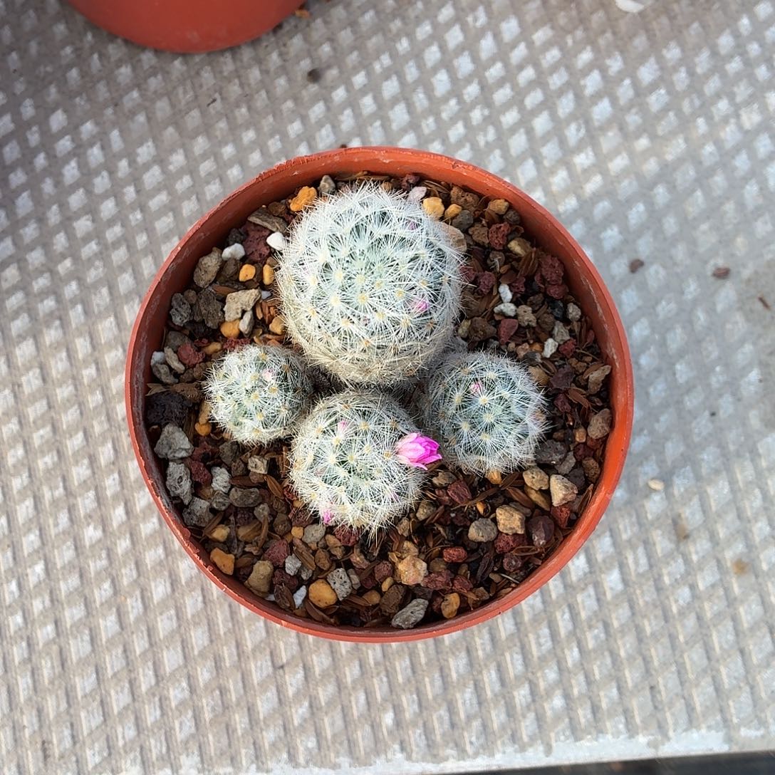 順***꧔无花朵刘氏乳突！！！！！！