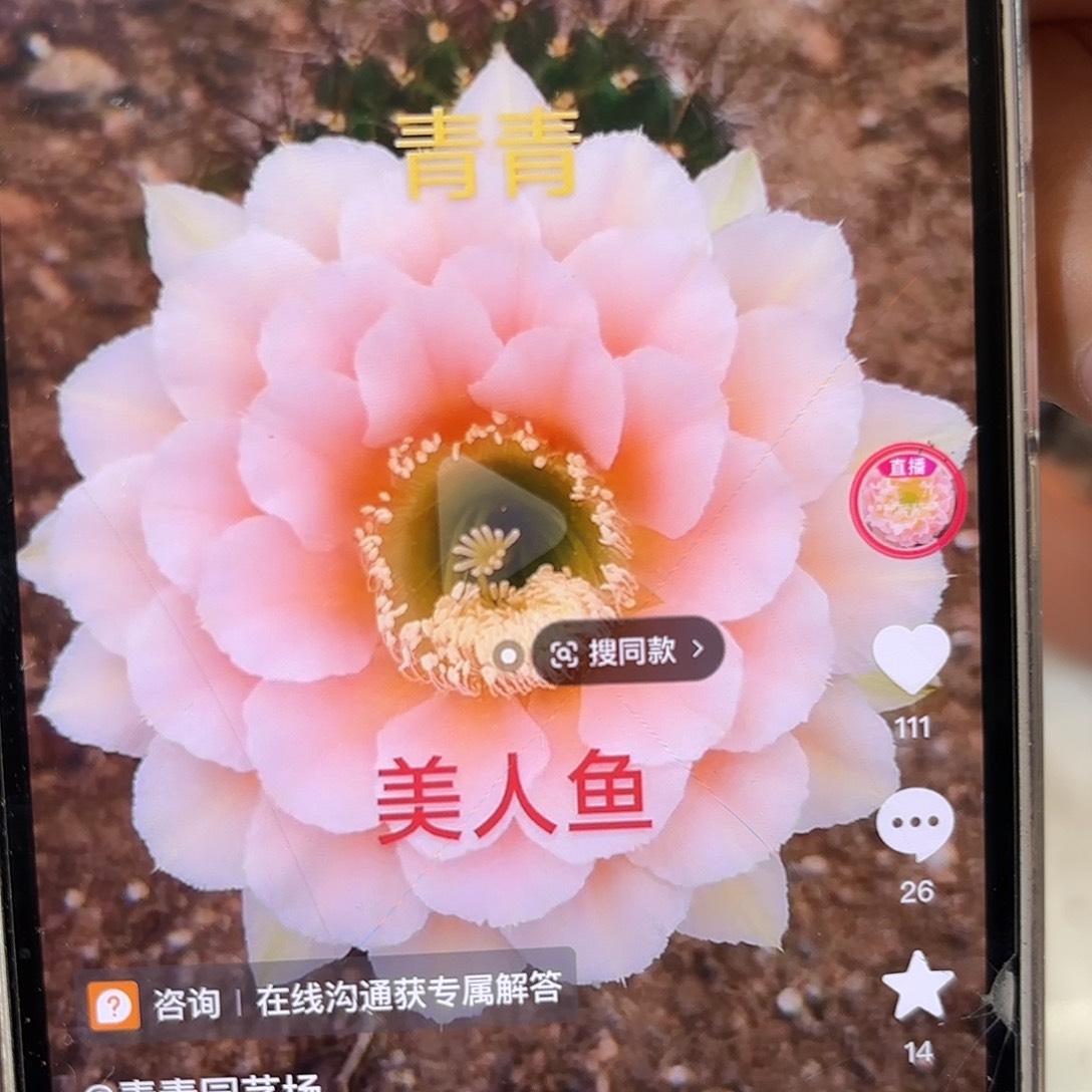 彩草青青美人鱼8.5-9公分左右
