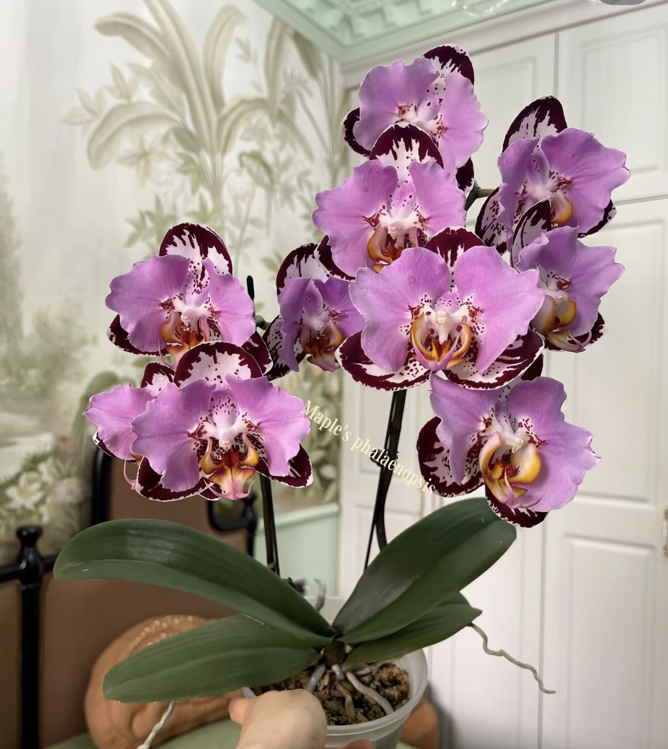 【花间集】黑钢琴蝴蝶兰3.0寸杯爆根苗树皮养殖发货