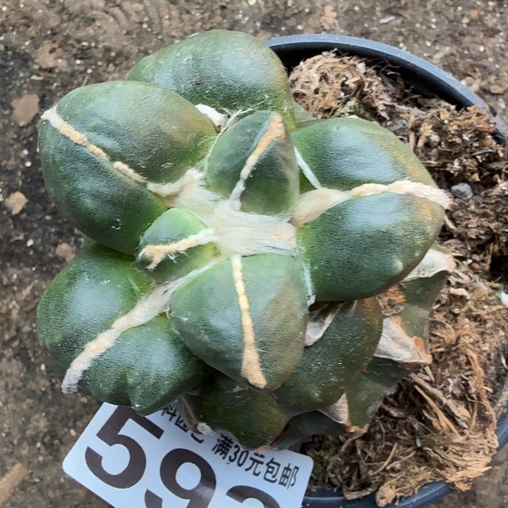 无花朵592中筋蛋蛋牡丹东四