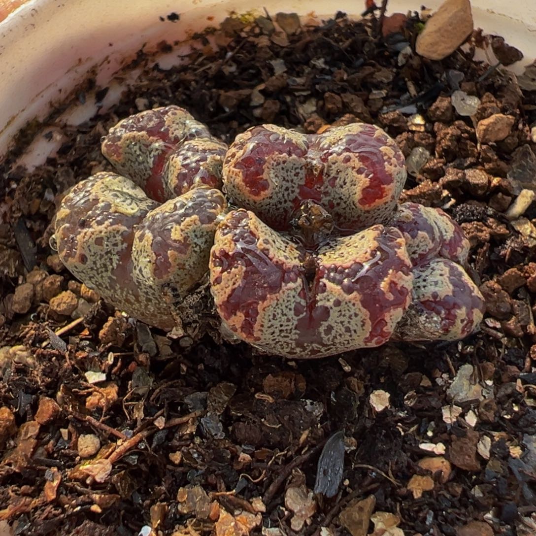 175多肉植物种类多样