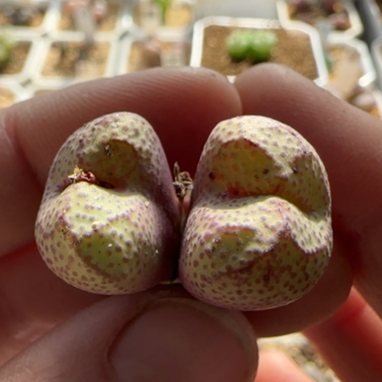 【闪购商品】21328猴脸清姬   