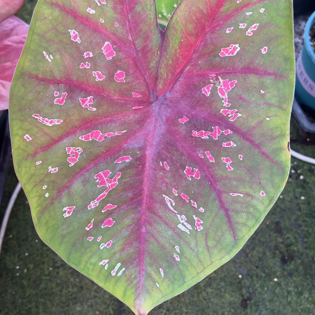 无花朵大叶花脸养定49