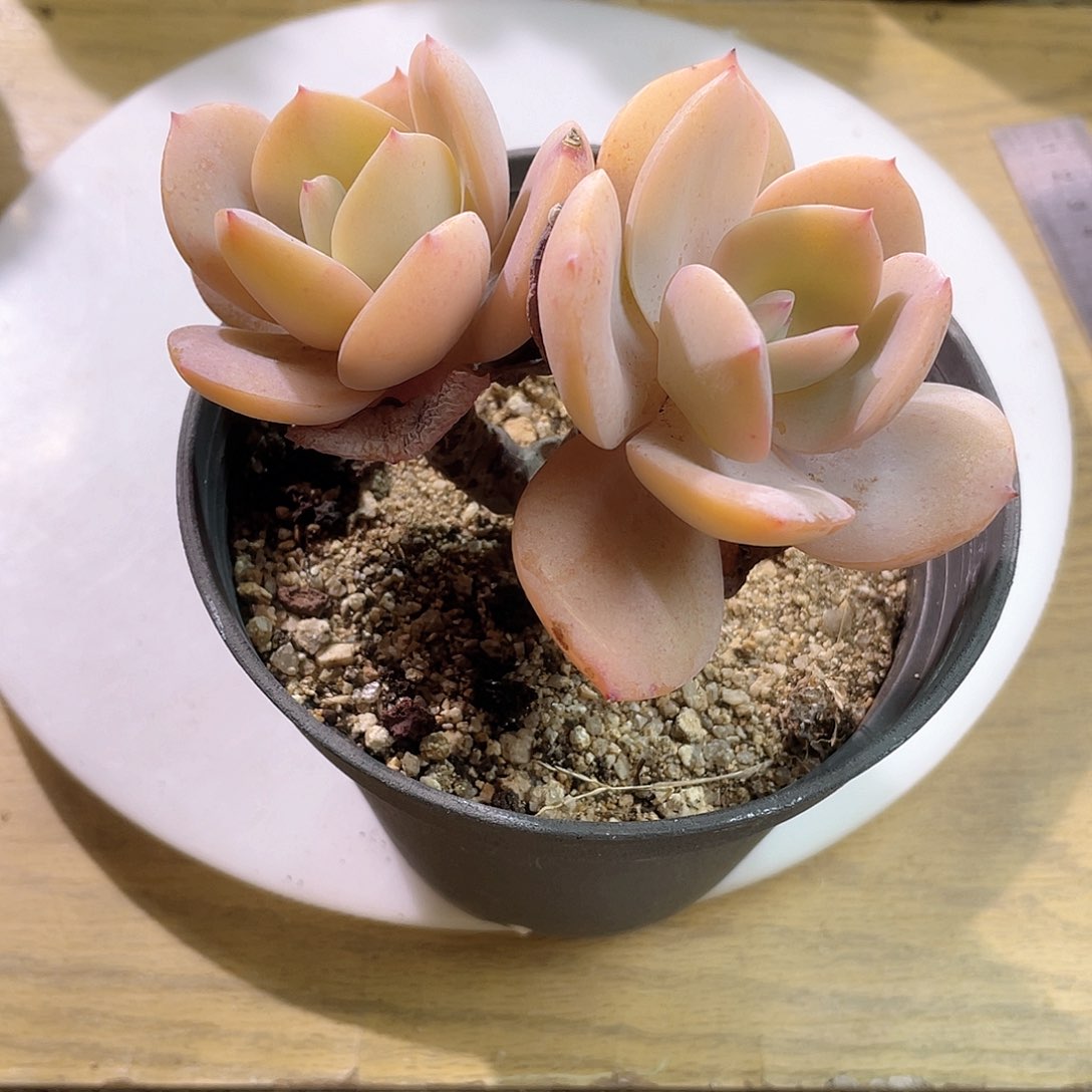 2904  白凤 六月六