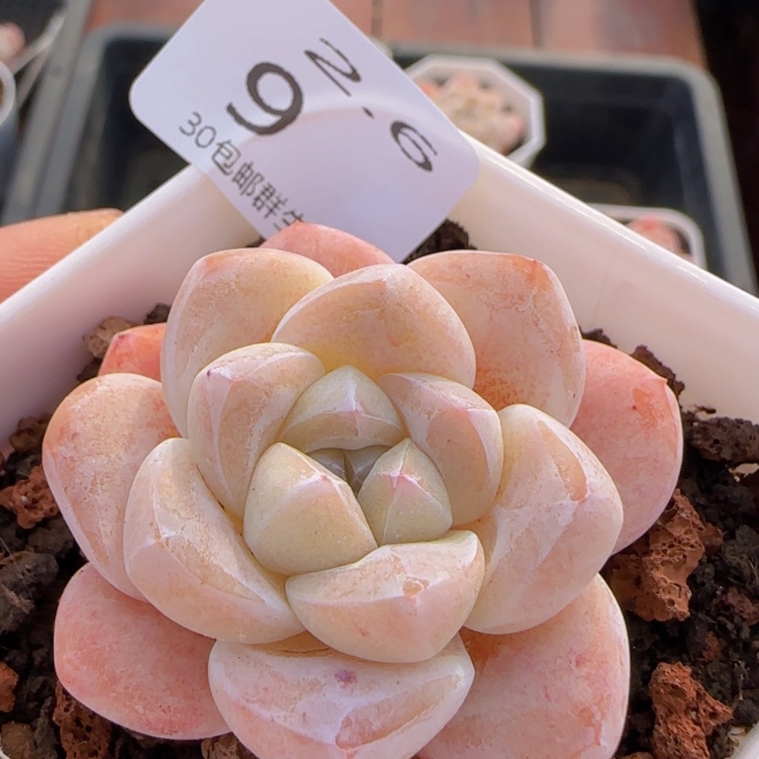 奶油冰玉一颗脱土发货
