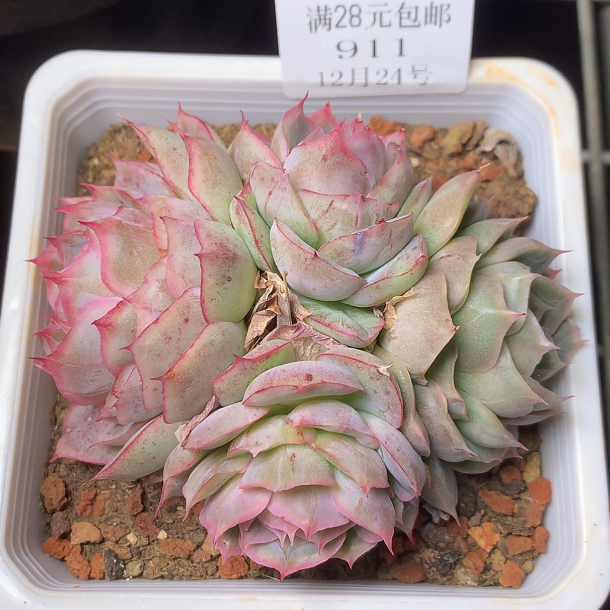 【闪购商品】云911号潘多拉女王