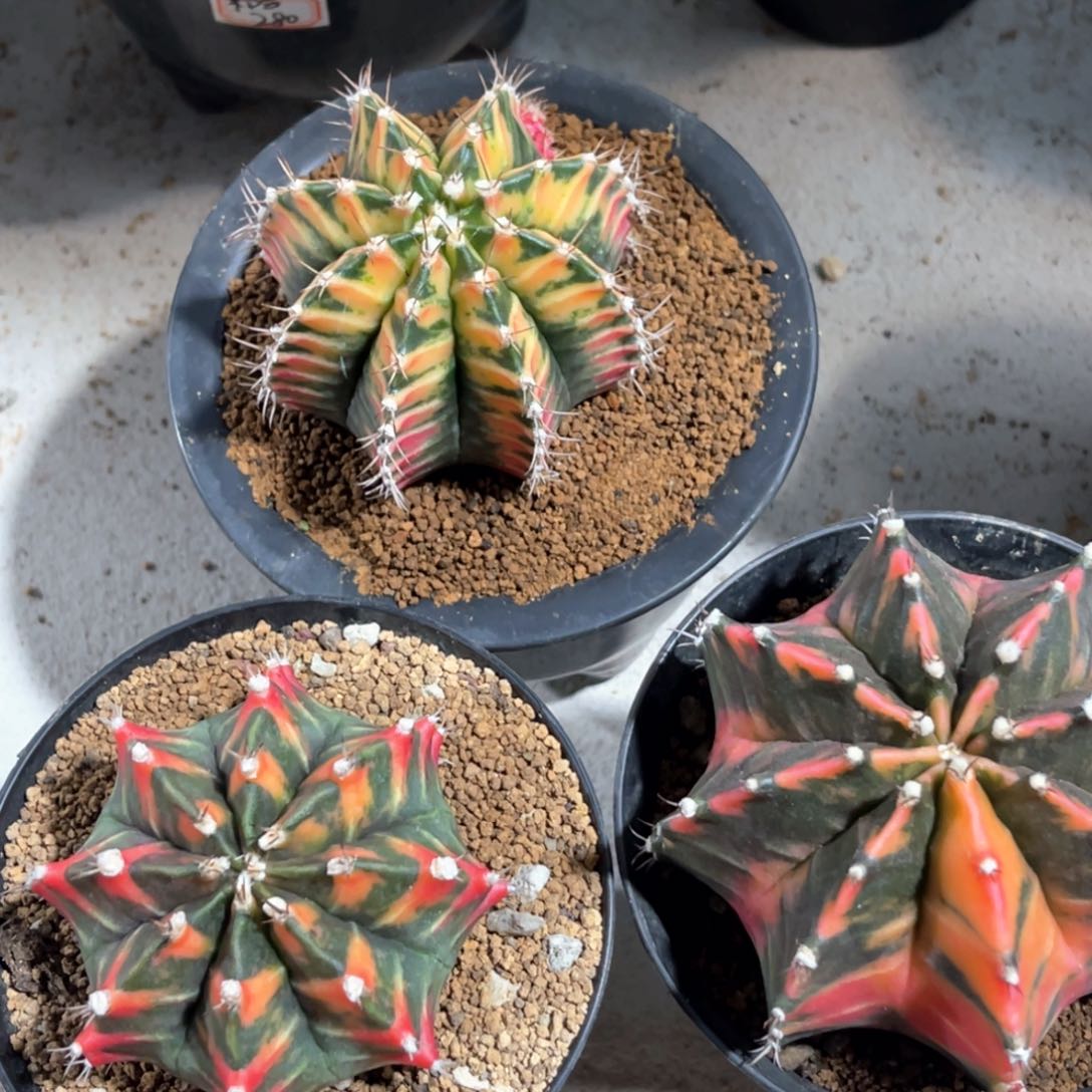 白*水实生米哈哈哈哈哈哈