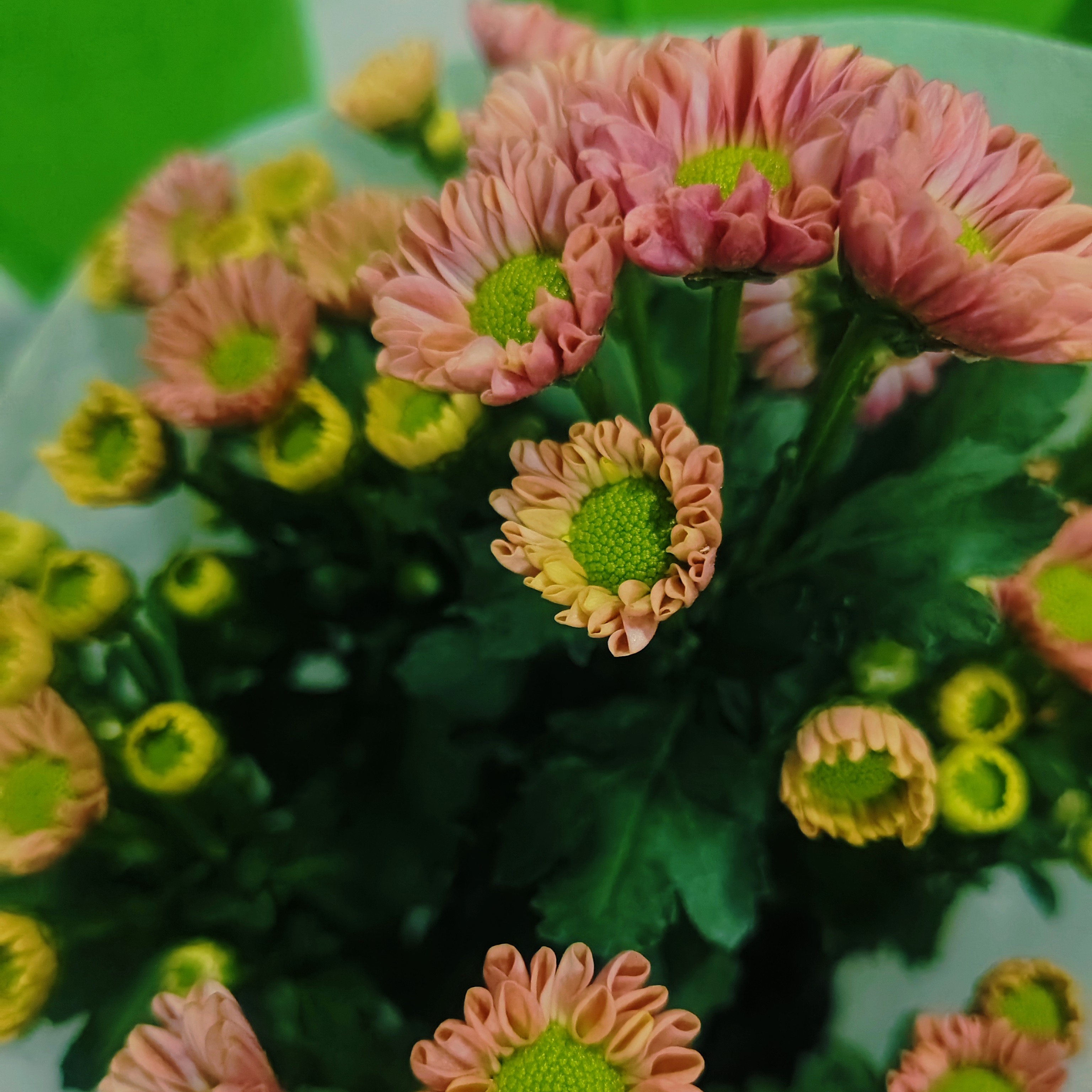 绿眼小花阳台切花耐高温小雏菊