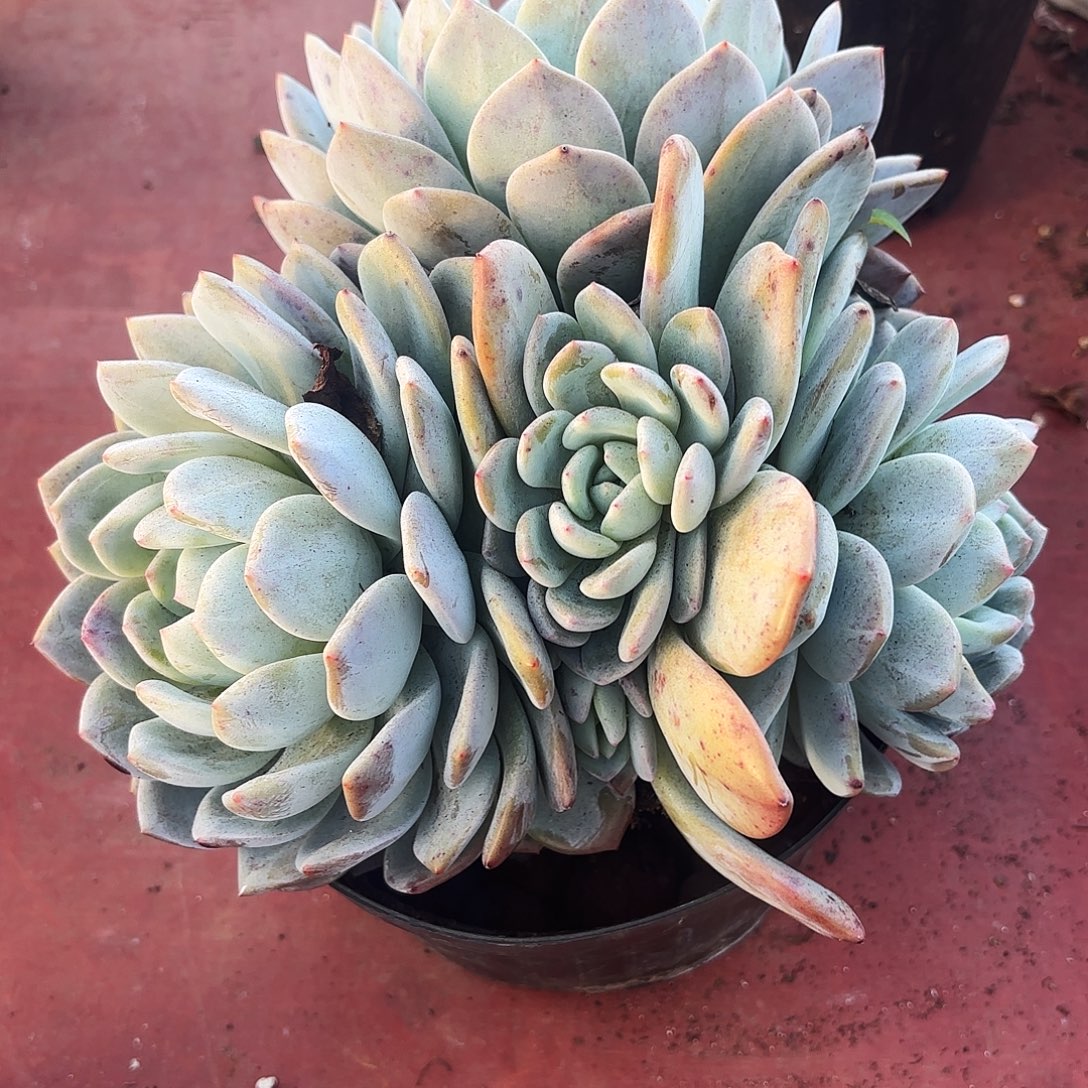 多肉植物沉梦露4三六号