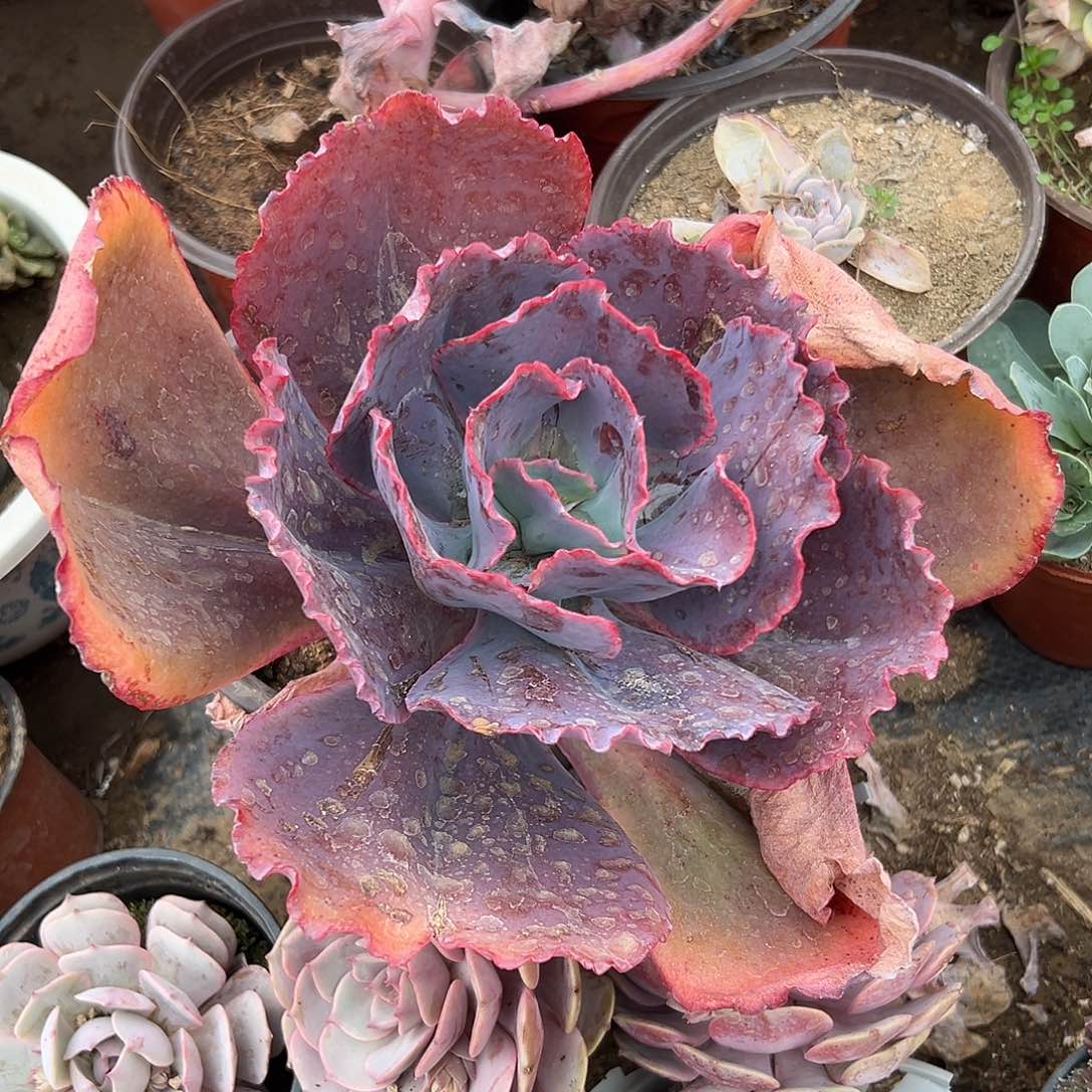 多肉植物多肉植物