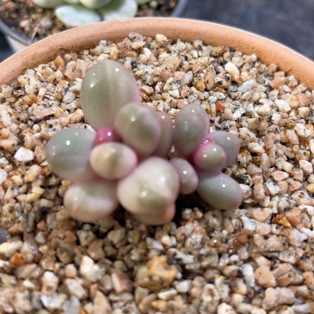 多肉特价无砍奶酪锦