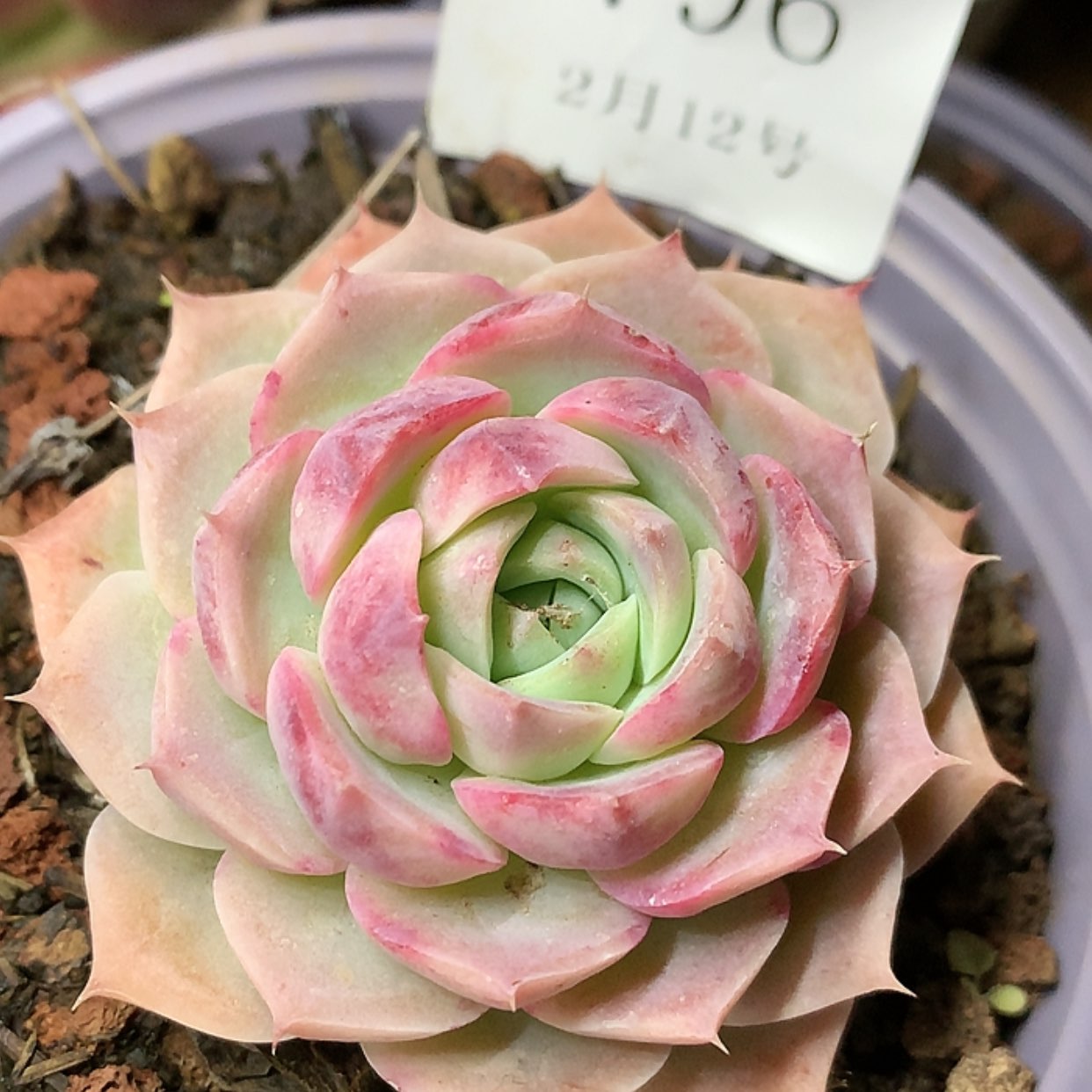 【闪购商品】云796