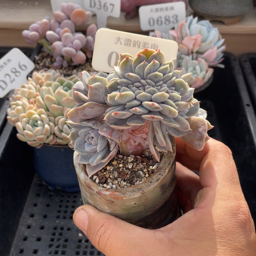 0380汉堡缀不带盆9厘米