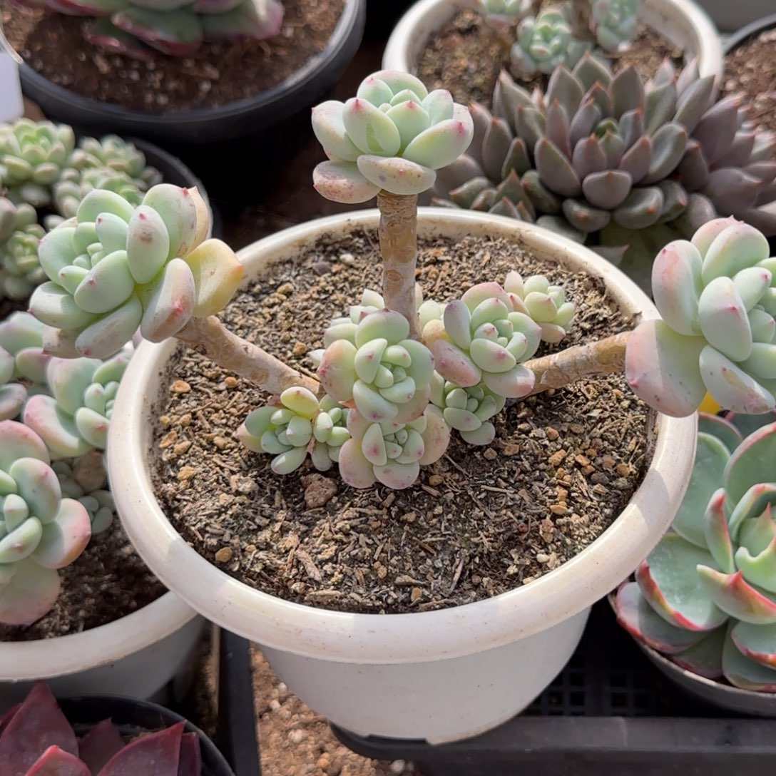 望舒一物一拍包装收缩花旱