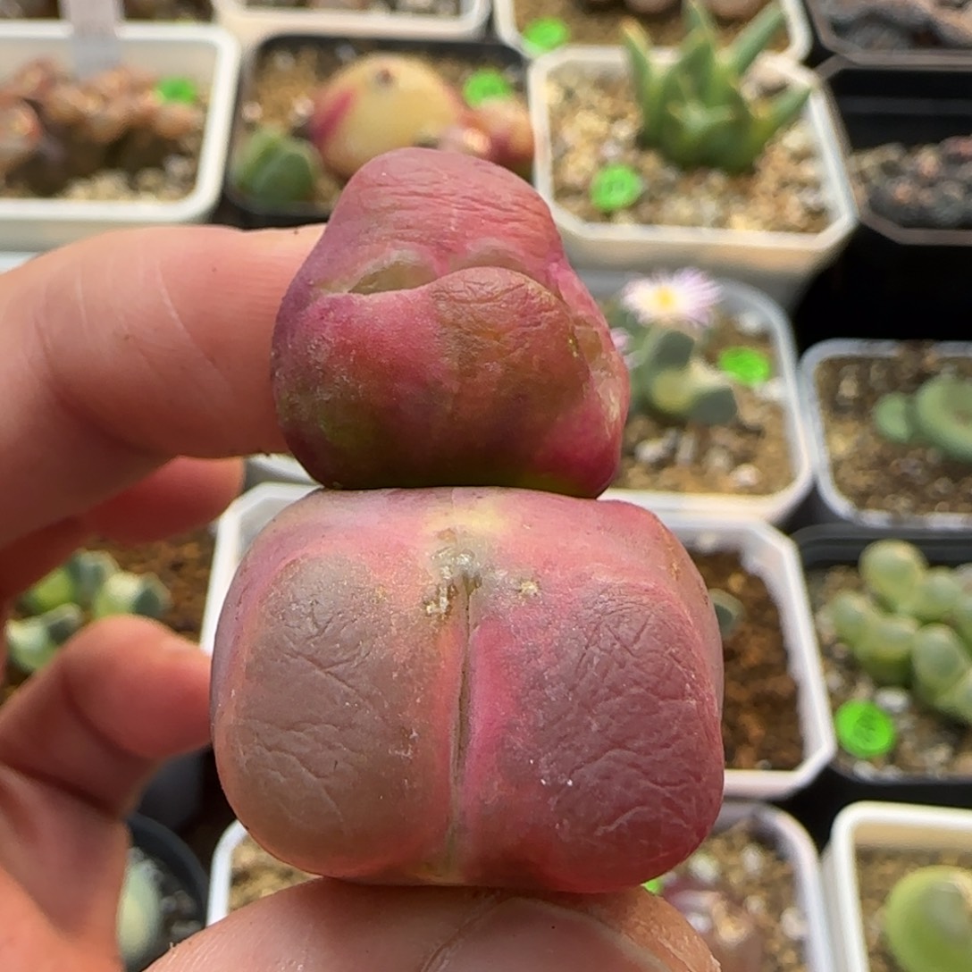 缀化漂亮多肉植物472