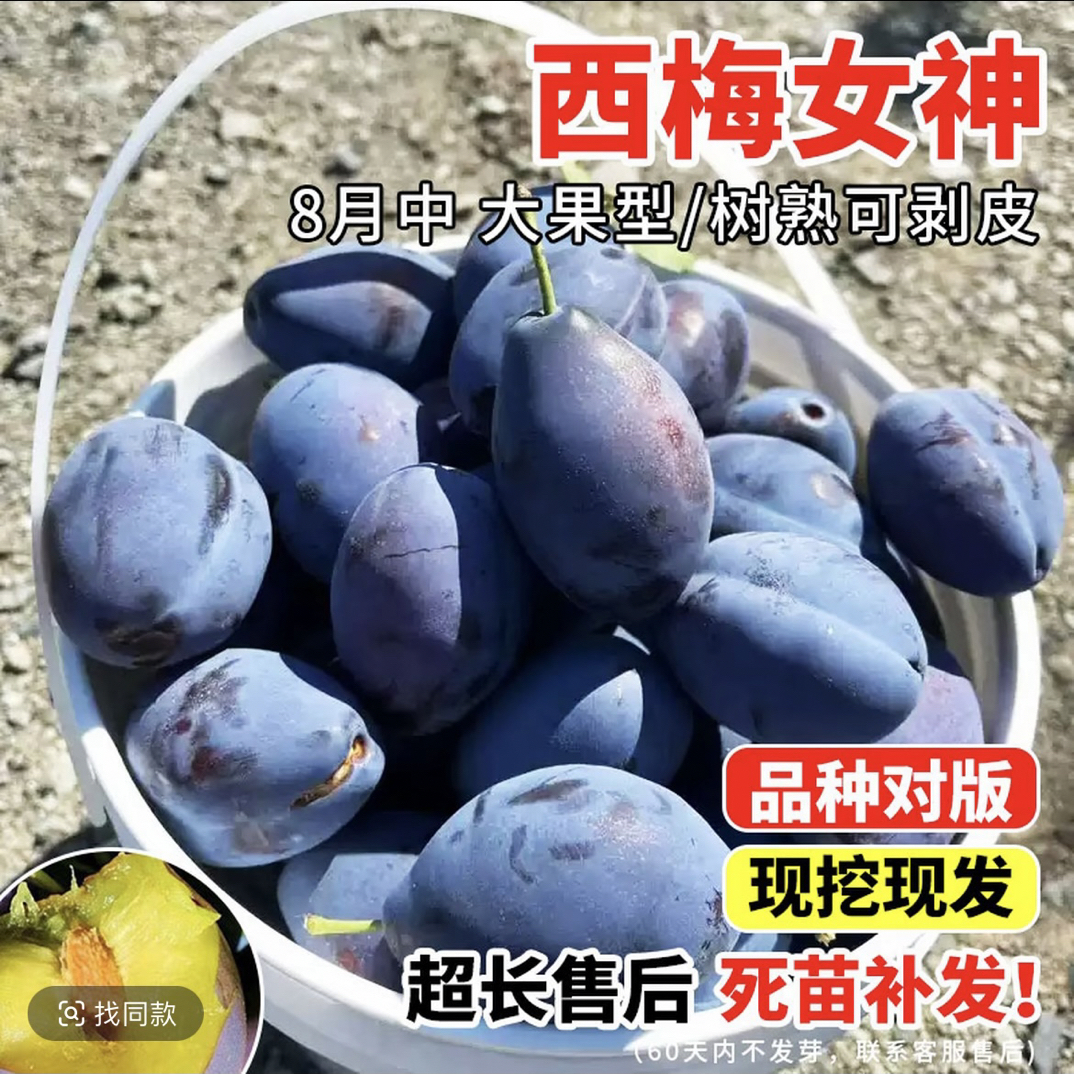 【2颗】蓝蜜法兰西女神好吃南北方栽种好种植艾琳娜法兰西