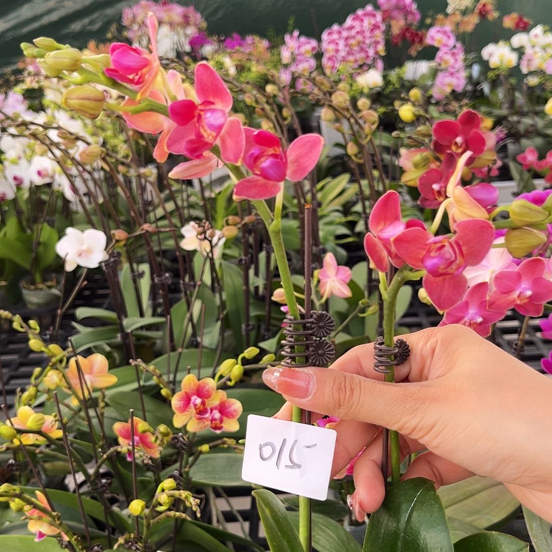 大部分花苞少量开放015