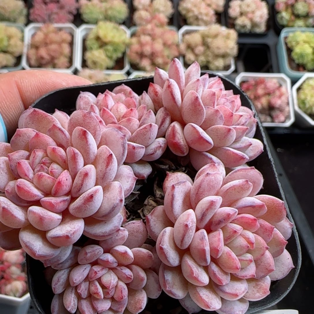 花语逸镜0126-343点将船