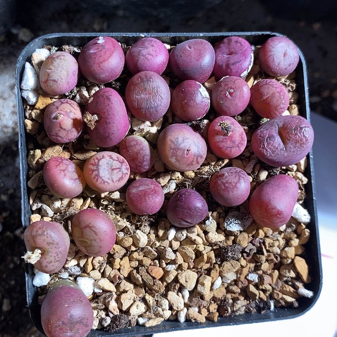 2370。  一颗墨杂。  